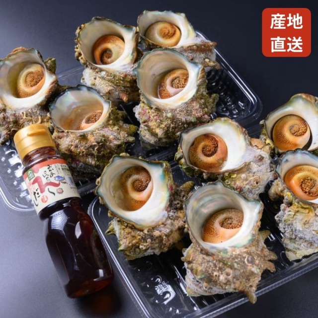 【産直】ボイルサザエ 1.6kg [急速冷凍]（万能ダシ100ml付き）
