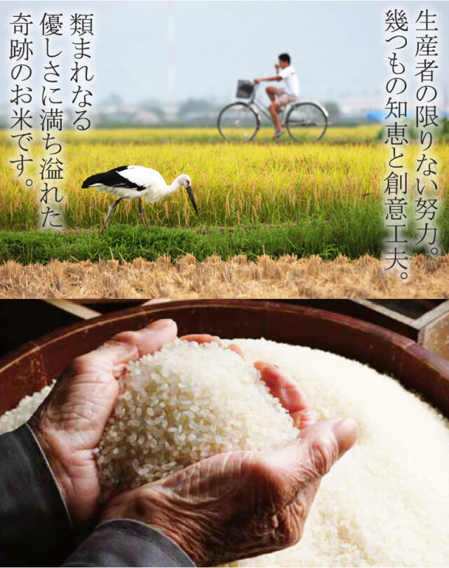 コウノドリ　まとめ売り（抜け番>>5,26,27,29） 石川県津幡町】20250429コウノトリLIVEカメラ - YouTube