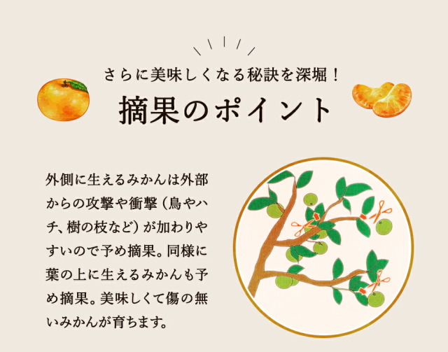 申込期間1月5日まで予定】順次発送『有田の新堂みかん』【日時指定不可
