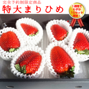 【今季販売終了】【販売期間1月～3月予定】『紀州イチゴ「特大まりひめ」』【ギフト対応】日付指定同梱不可【販売期間1月～3月予定】