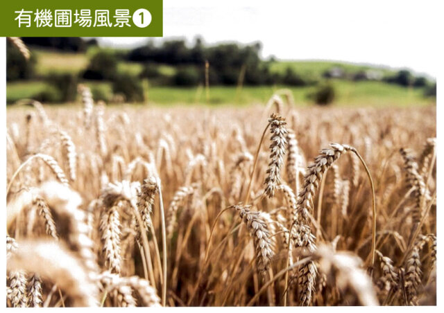 自然栽培ライ麦玄麦(粒)　勢子さま専用 自然栽培】ライ麦玄麦 種子 30粒 無肥料 緑肥 土壌改良 風除け
