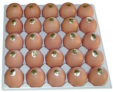 イン卵様 兵庫県産「タズミの卵」Lサイズの最高級品25個入り<ご贈答最高級品>