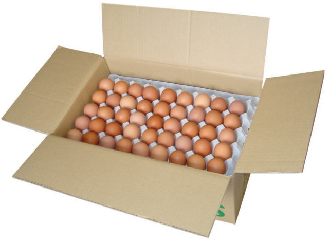 たまごページ 11.レギュラー.png