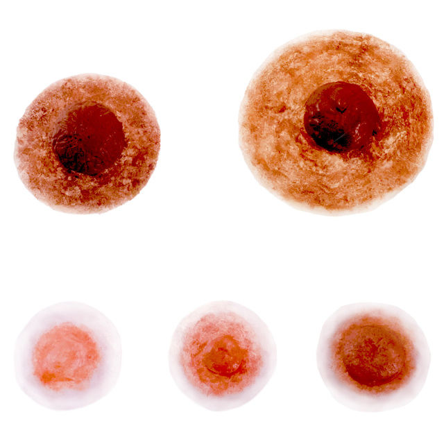 アルティメット5サイズ白バック