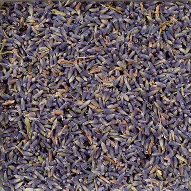 160-1_ラベンダーEXブルー(ラバンジュラ）