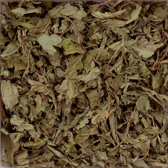 175_ペパーミントホウル（セイヨウハッカ）