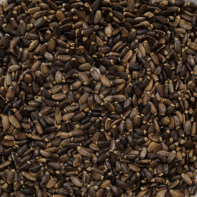 2543_ミルクシスル