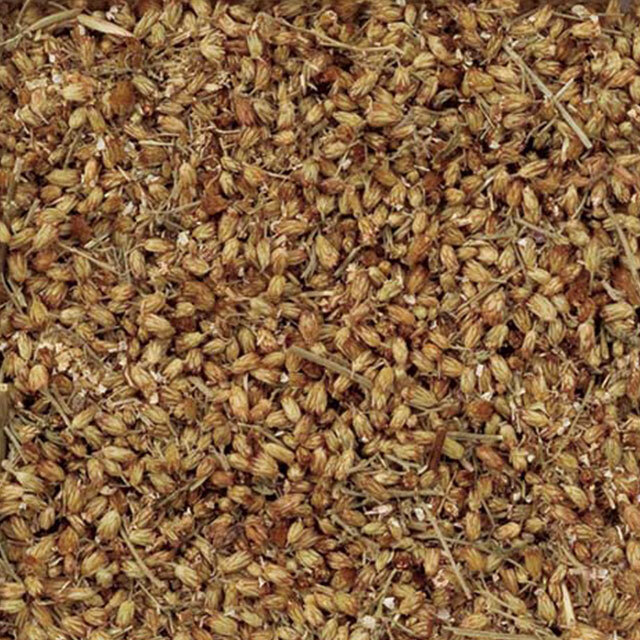 213_ヤロウフラワー（セイヨウノコギリソウ）