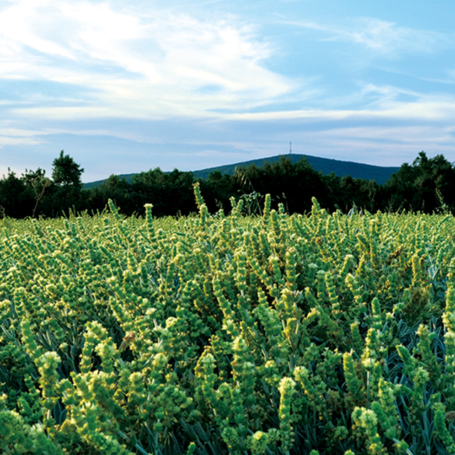 グリークマウンテンティー