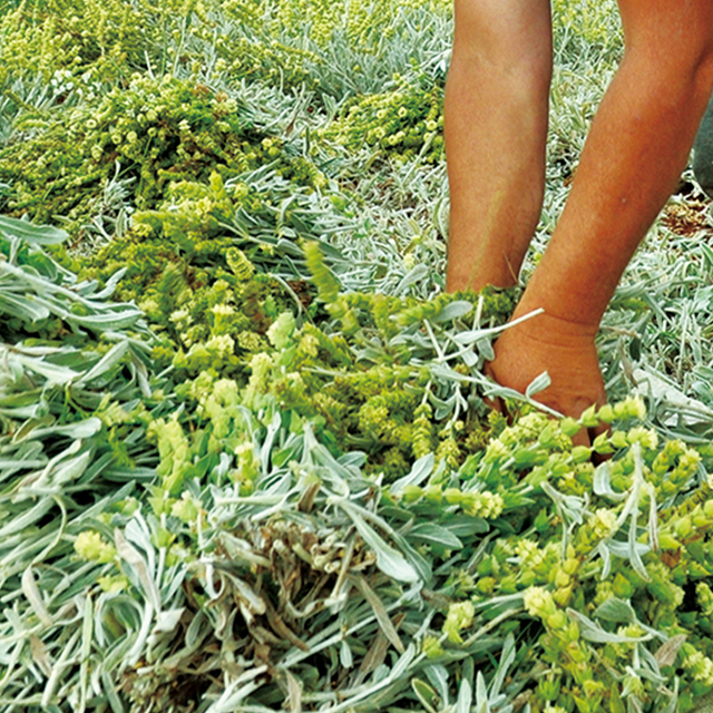 グリークマウンテンティー