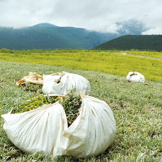 グリークマウンテンティー