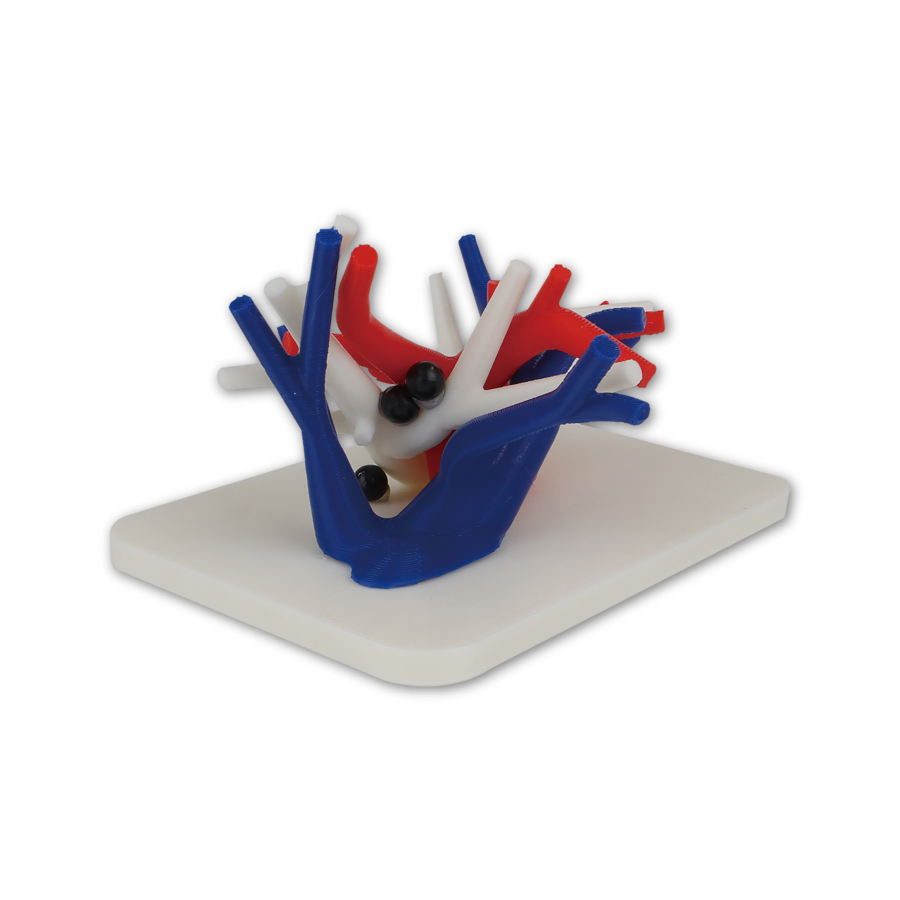 人体模型パズルキット 心臓 脳みそ シリコン アイストレー EVOLETE Human Anatomy Model - Evolete | Worldwide Distributor of Fun