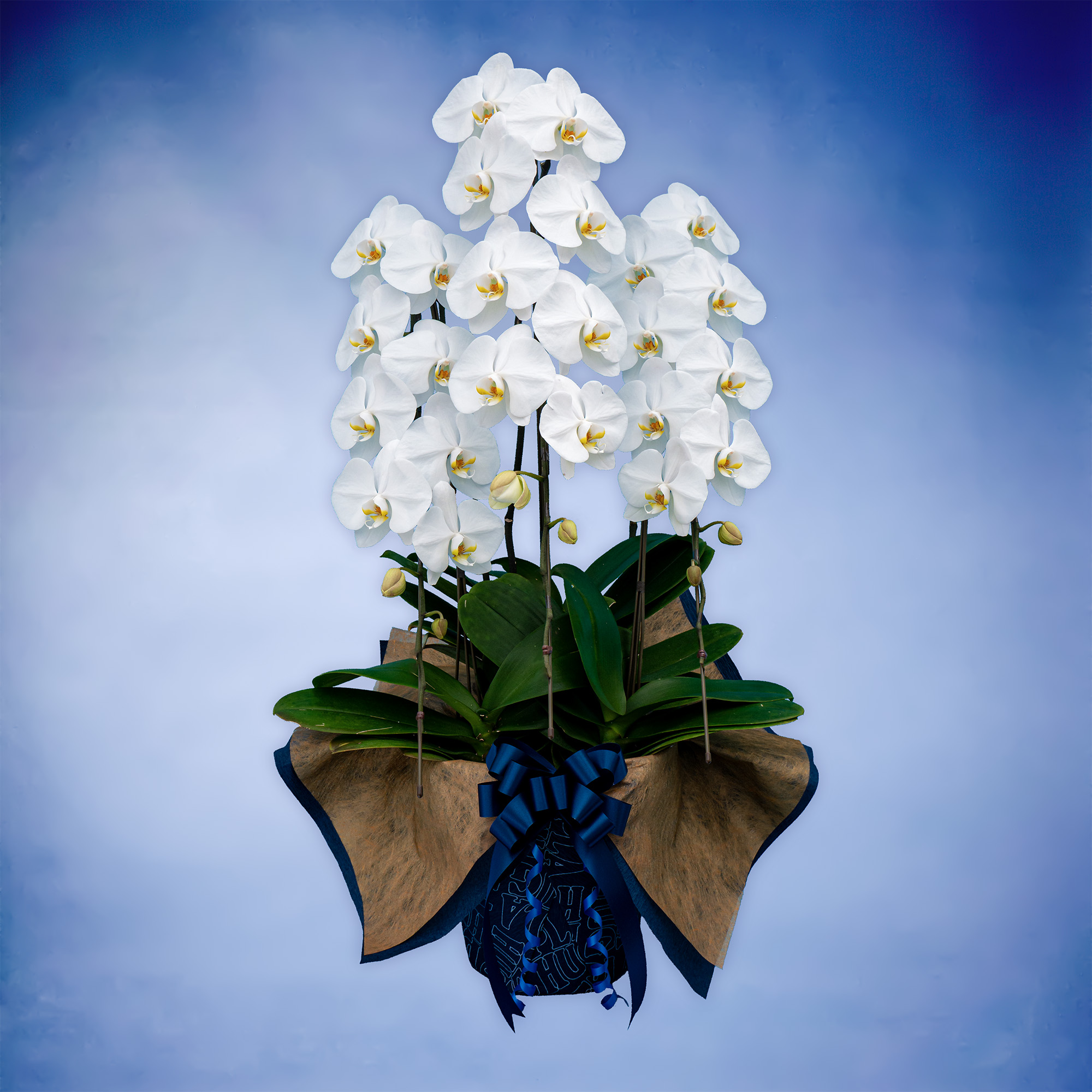 胡蝶蘭スタンダード 3本立て（Planet's Hug Orchid）