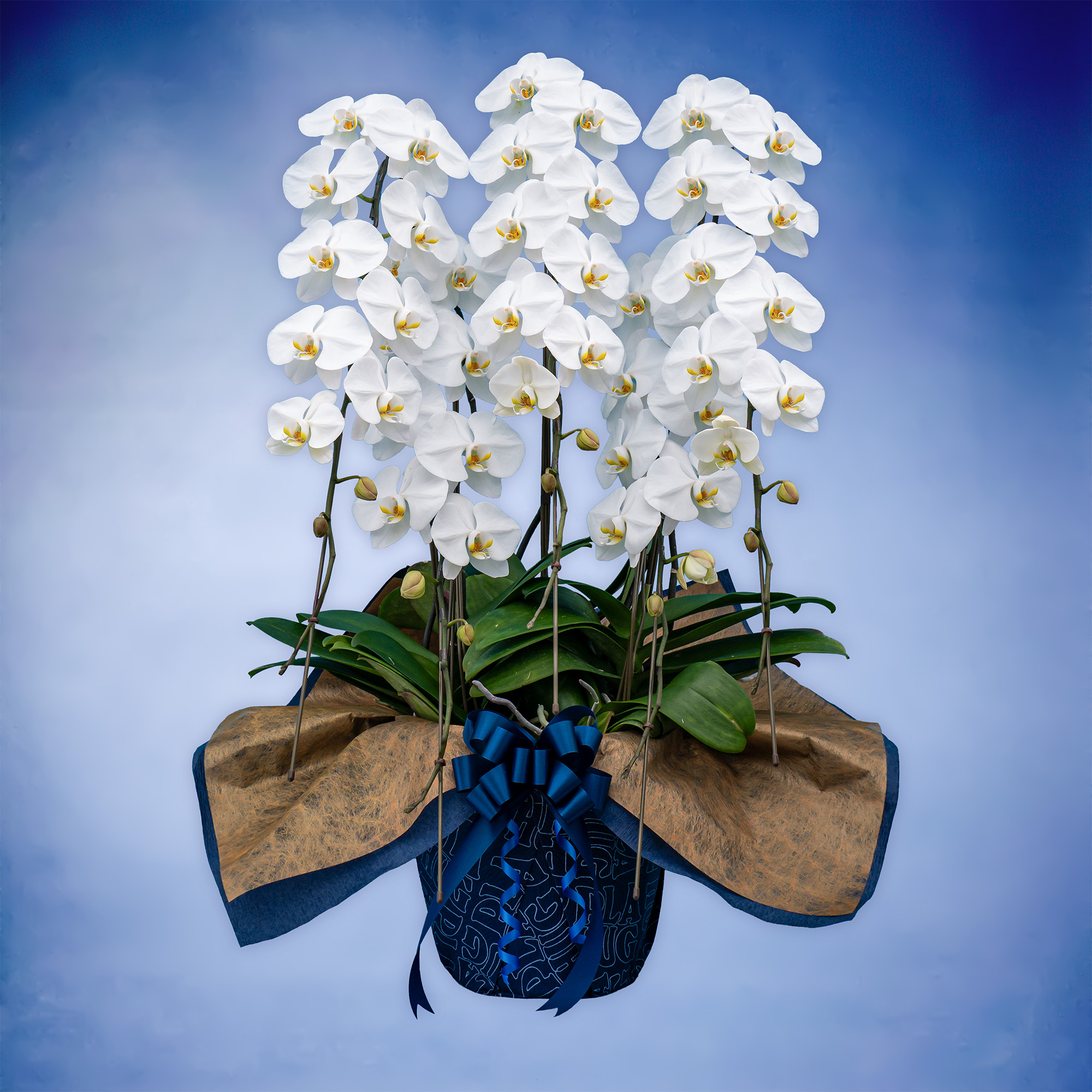 胡蝶蘭スタンダード 5本立て（Planet's Hug Orchid）