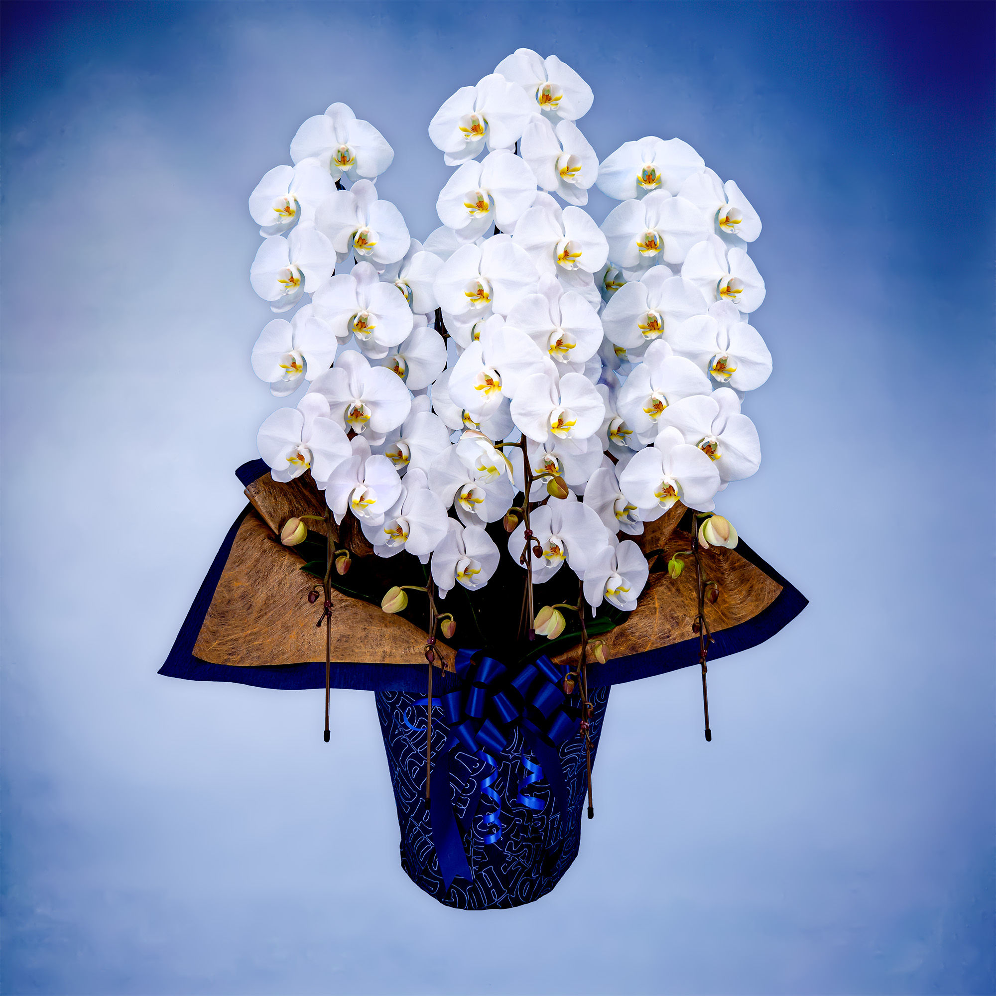 胡蝶蘭ハイグレード 5本立て（Planet's Hug Orchid）