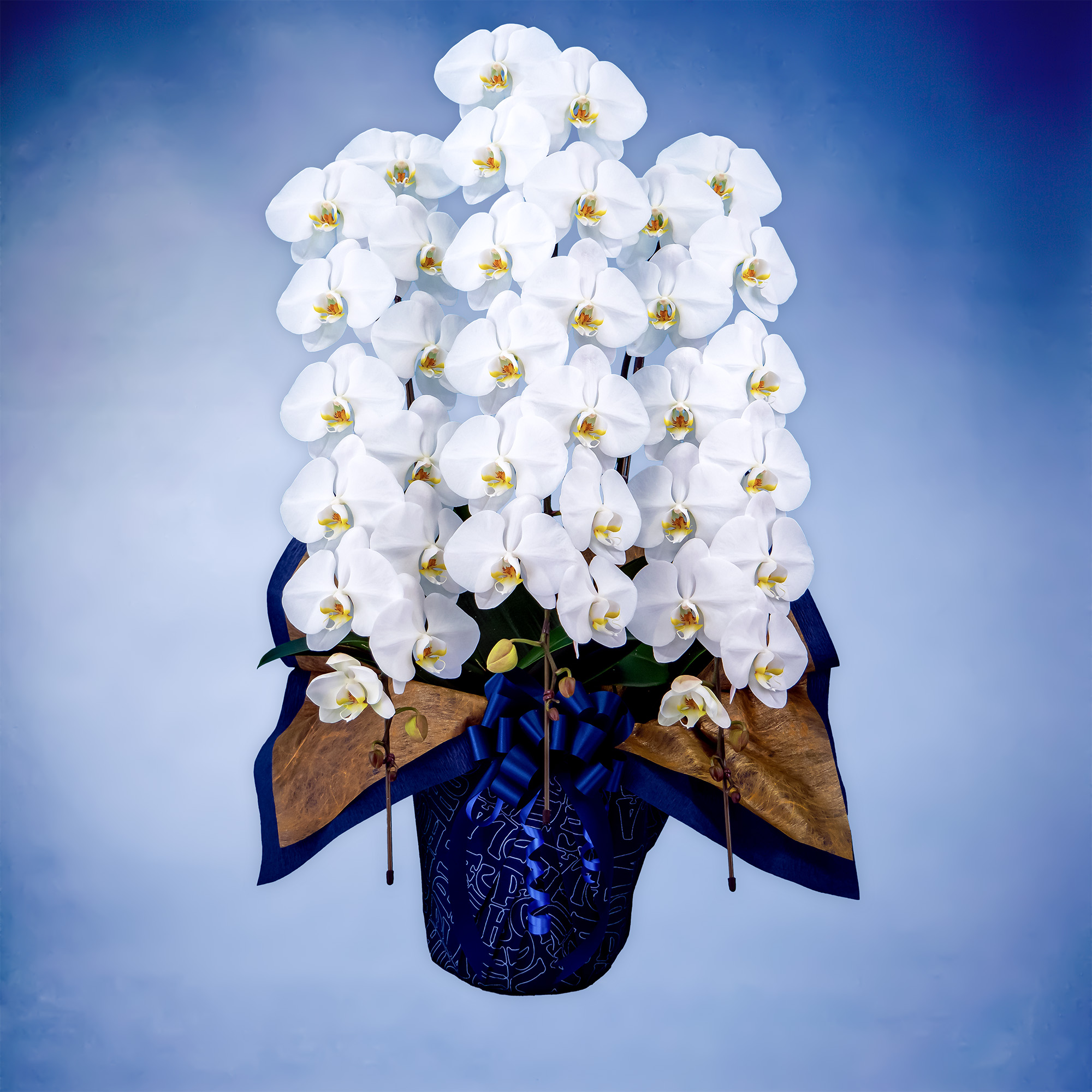 胡蝶蘭プレミアム 3本立て（Planet's Hug Orchid）