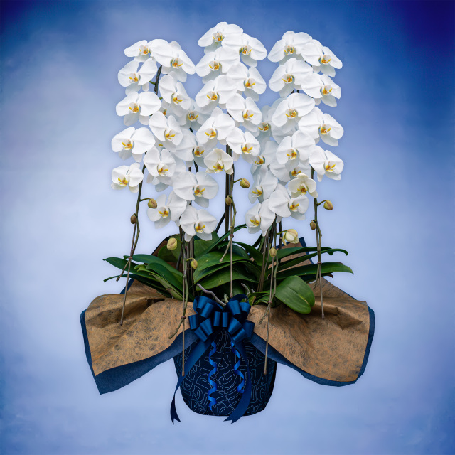 胡蝶蘭スタンダード 5本立て（Planet's Hug Orchid）