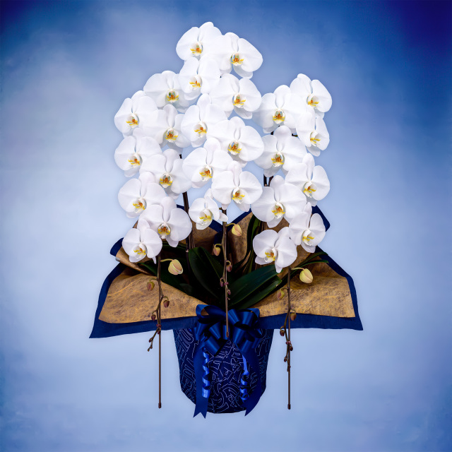 胡蝶蘭ハイグレード 3本立て（Planet's Hug Orchid）