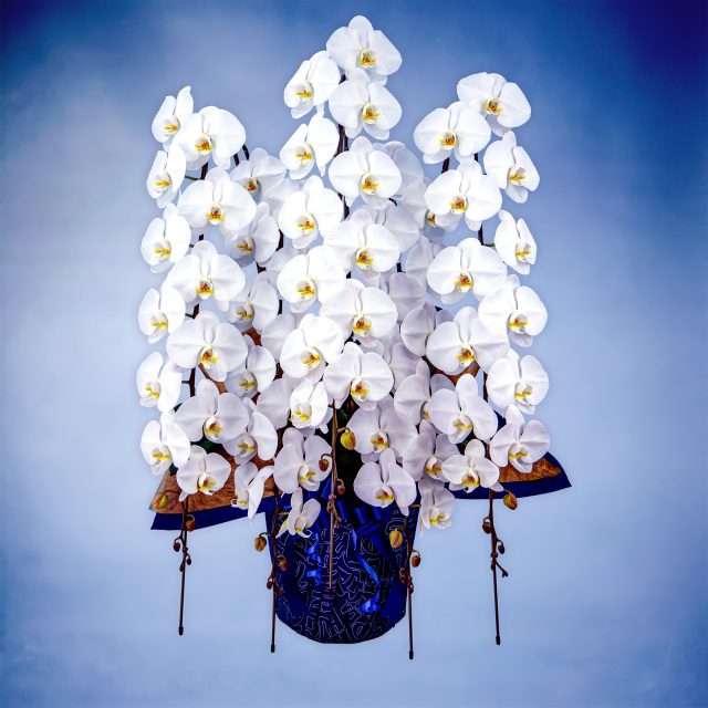 胡蝶蘭プレミアム 5本立て（Planet's Hug Orchid）