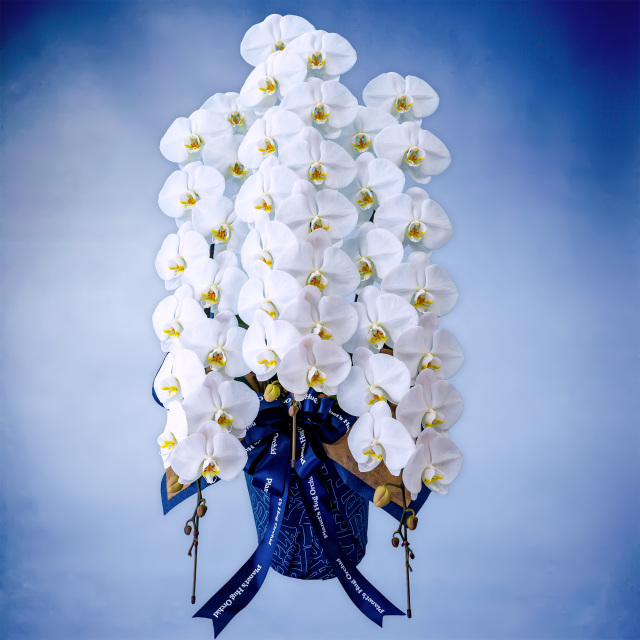 胡蝶蘭ロイヤル 3本立て（Planet's Hug Orchid）