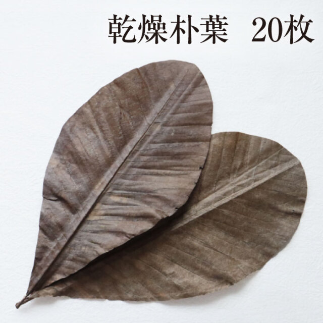 乾燥朴葉アイコン