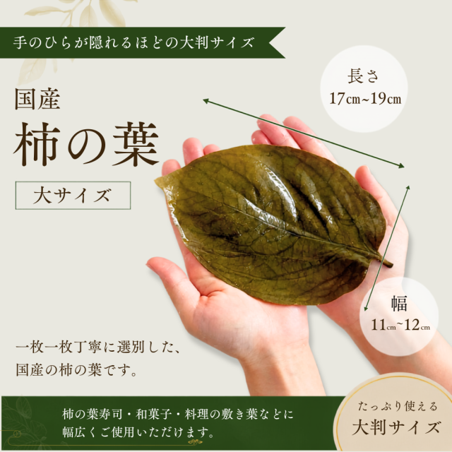 国産柿の葉50枚大サイズバナー両手四角