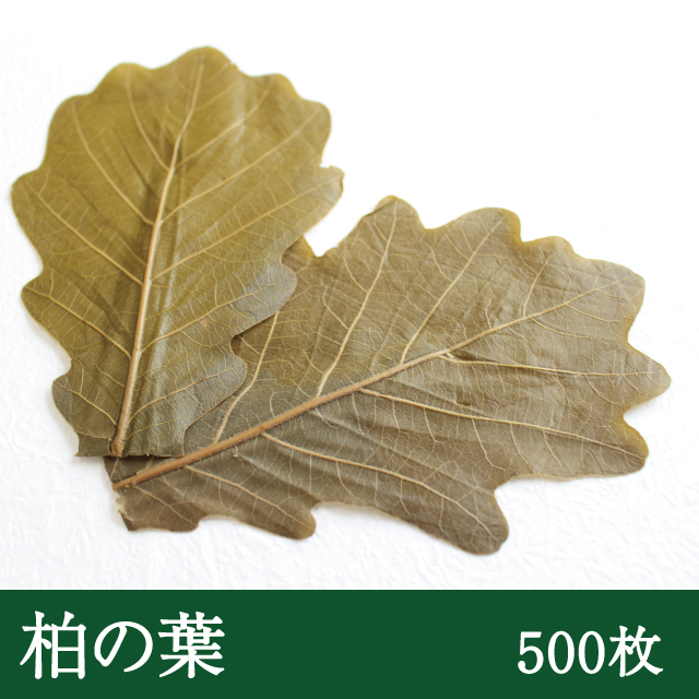 柏葉(茶色)500枚