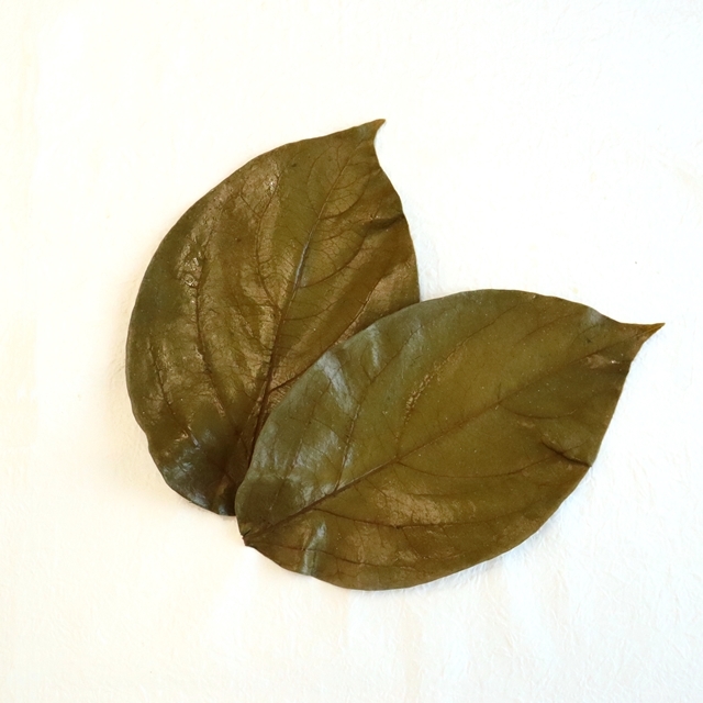 国産柿の葉
