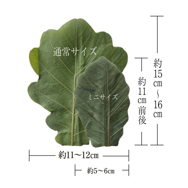 ミニ柏葉サイズ比較