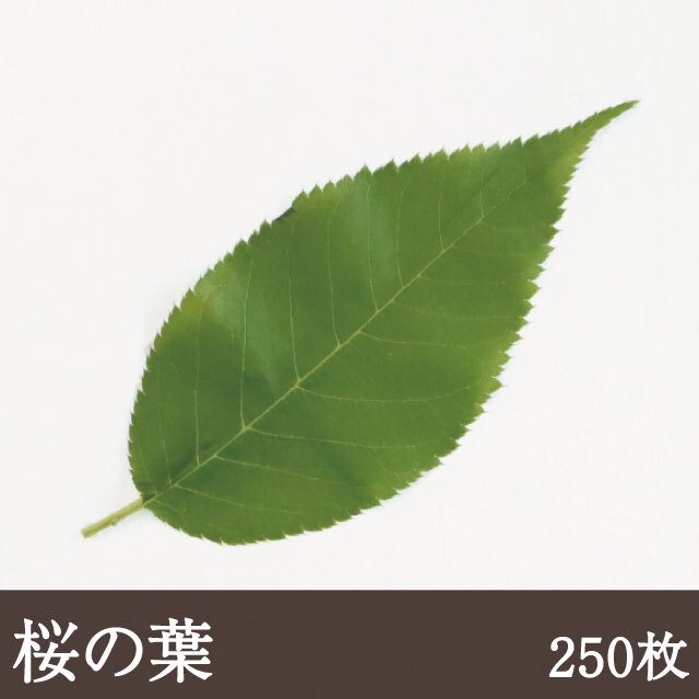 桜の葉 緑色 250枚