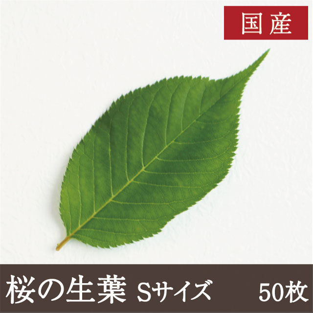 桜の生葉 S 50枚