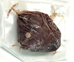 【訳あり】≪国産≫ユッケ　10パック