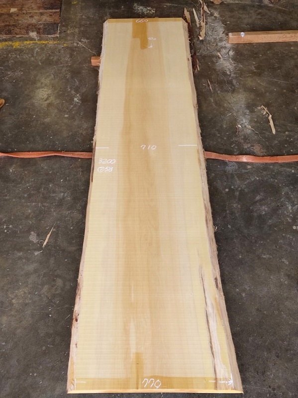 ＩＴ-２１３　銀杏イチョウいちょう　国産　天然耳付き板　３２００×７５０【天然乾燥材】