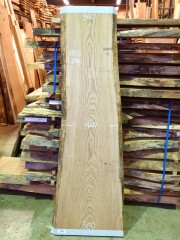 SN-１３４　栓センノキ　白木天然耳付き板　１８２０×５５０　【天然乾燥材】　