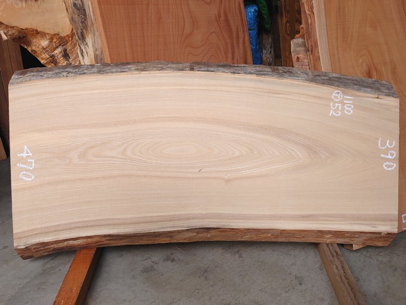 SN-１２６　栓センノキ　天然耳付き板　１１００×５５０　 天然乾燥材