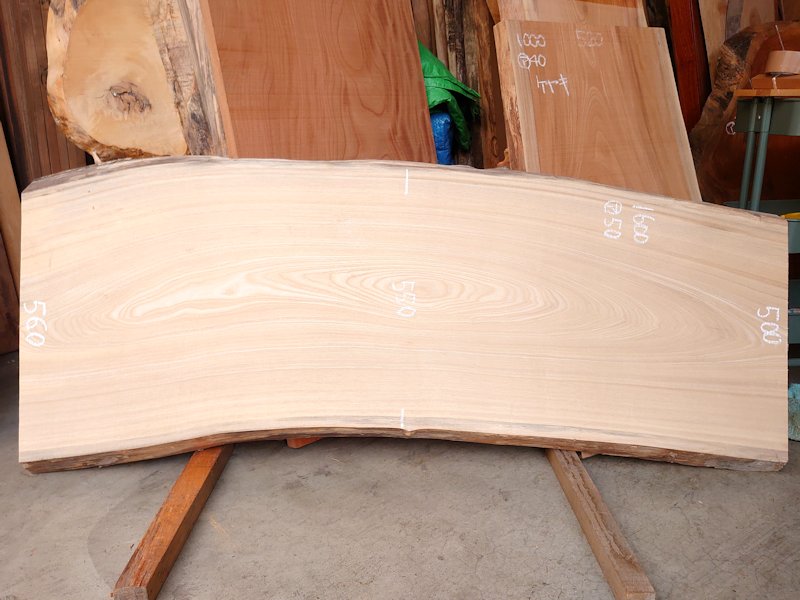 SN-１２７　栓センノキ　天然耳付き板　１６００×６００　 天然乾燥材