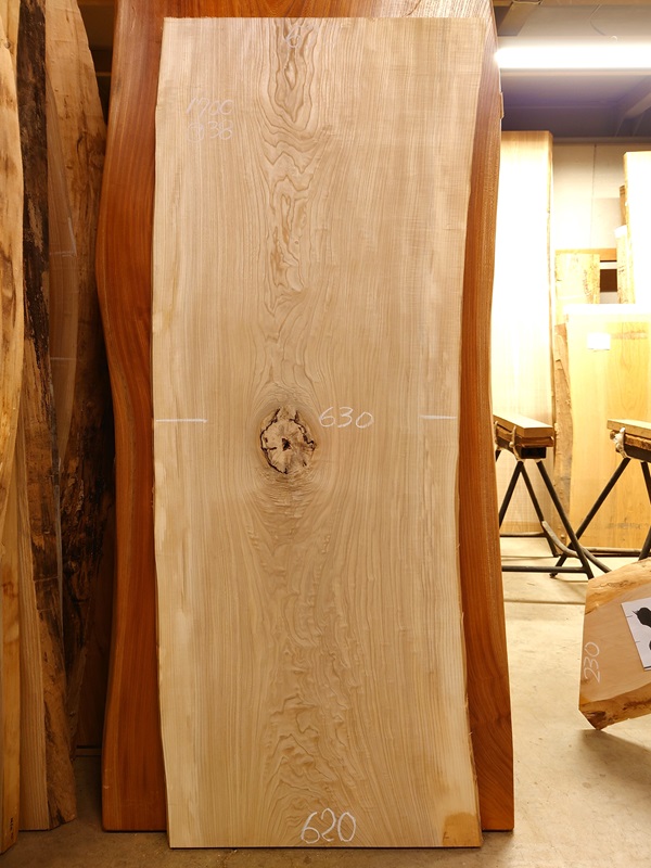 SN-１３２　栓センノキ　天然耳付き板　１７００×６５０　 電気カンナ済【天然乾燥材】　