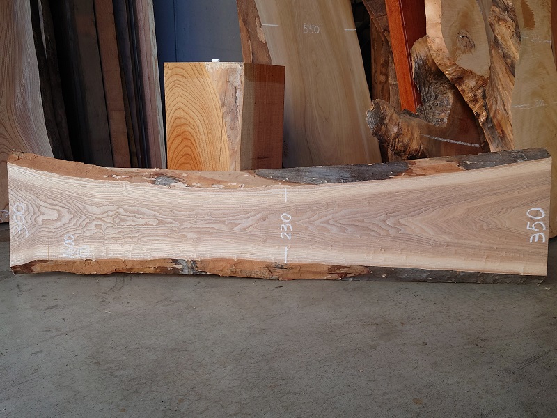 ＴＭ-２１７　タモ　天然耳付き板　１６００×４００　 天然乾燥材