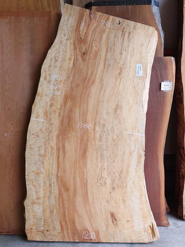 ＴＴ-２３４　栃トチノキ　国産天然耳付き板　縮杢スポルテッド杢　１９５０×１２００【天然乾燥材】