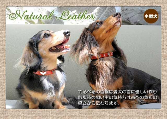 犬の首輪屋「てるべる」小型犬首輪