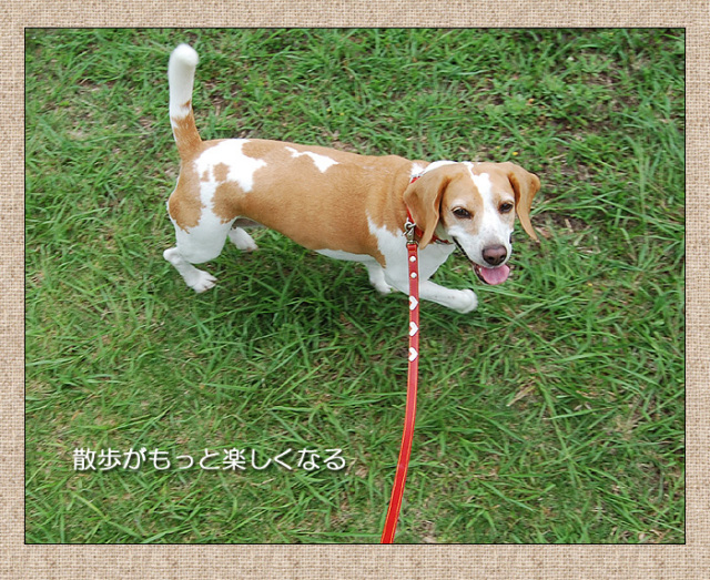 犬の首輪屋「てるべる」リード
