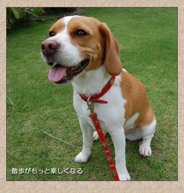 犬の首輪屋「てるべる」リード