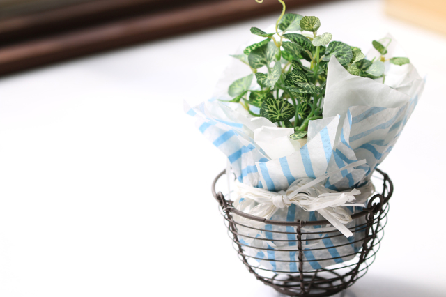 A3使用例4鉢カバー