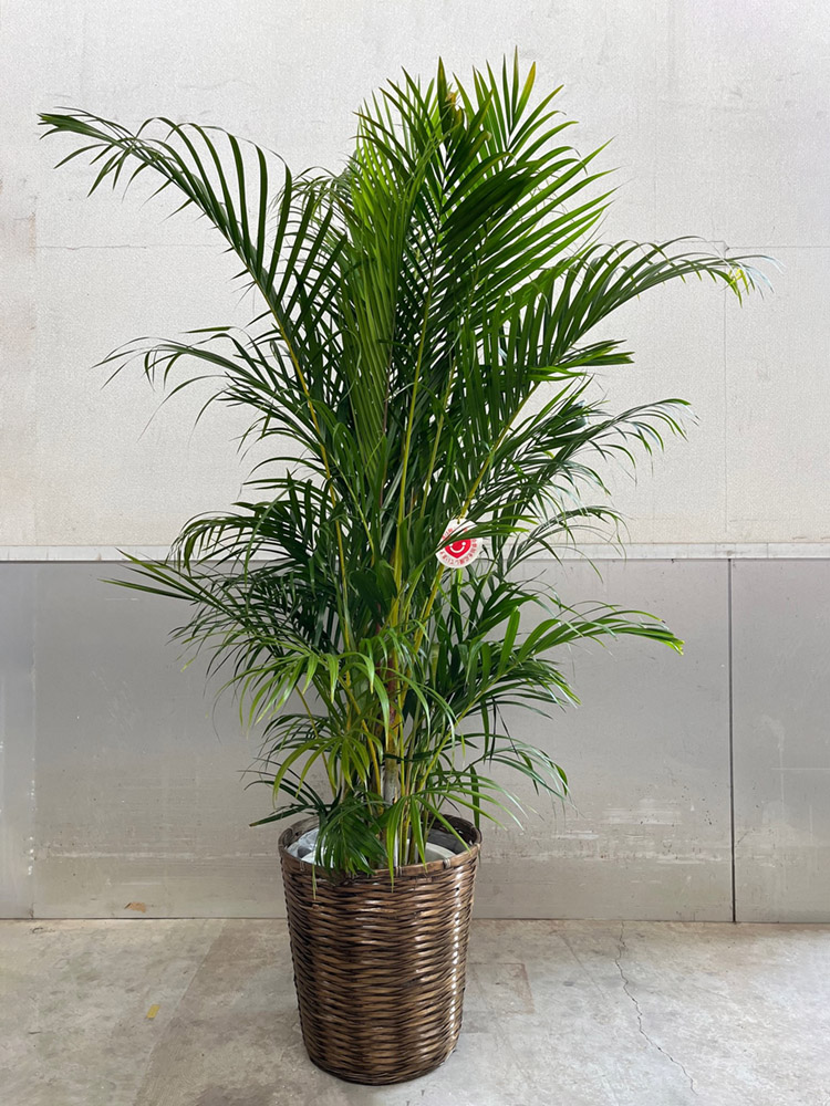 アレカヤシ。観葉植物。鉢ごと無料で発送致します。 観葉植物「アレカヤシ」10号鉢 Florico Online Shop ～フロリコ