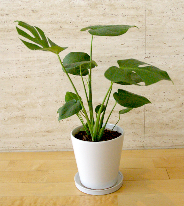 観葉植物「モンステラ」6号鉢 Florico Online Shop ～フロリコ