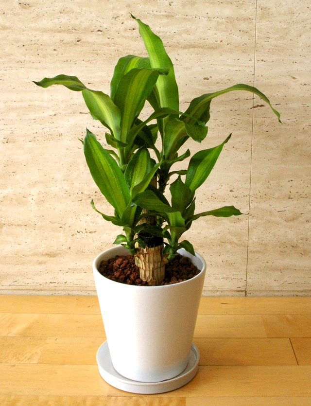 観葉植物「幸福の木」６号鉢