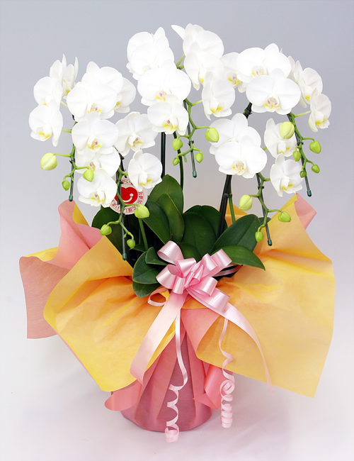 ミディ胡蝶蘭『アマビリス』５本立ち