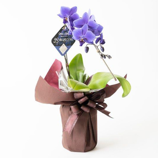 ミディ胡蝶蘭『Ｂｌｕｅ Ｇｅｎｅ（ブルージーン）』１本立ち