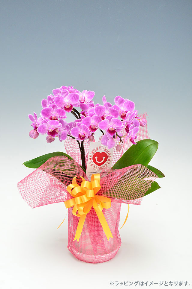 ミディ胡蝶蘭『チュンリー』２本立ち