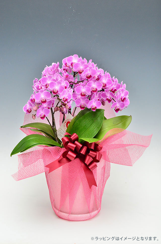 ミディ胡蝶蘭『チュンリー』３本立ち